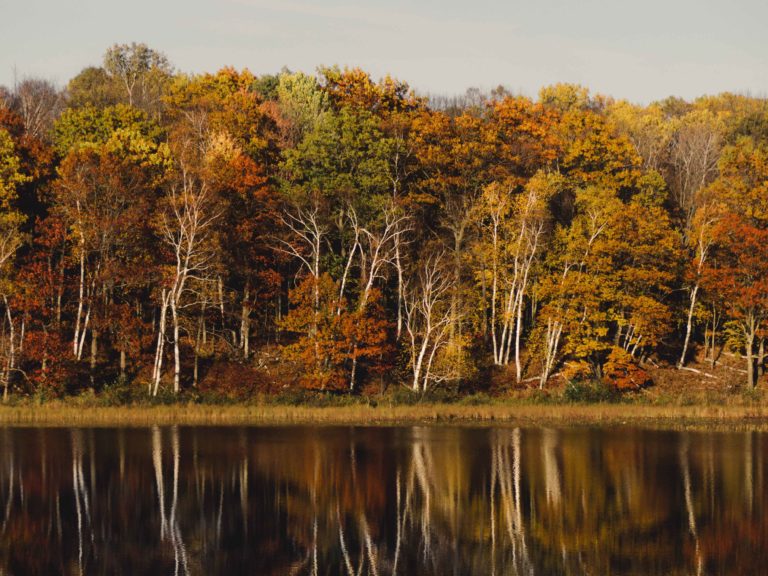 Volatility Abruptly Returns to Markets on Continuing Trade Worries Trees in the fall near a body of water