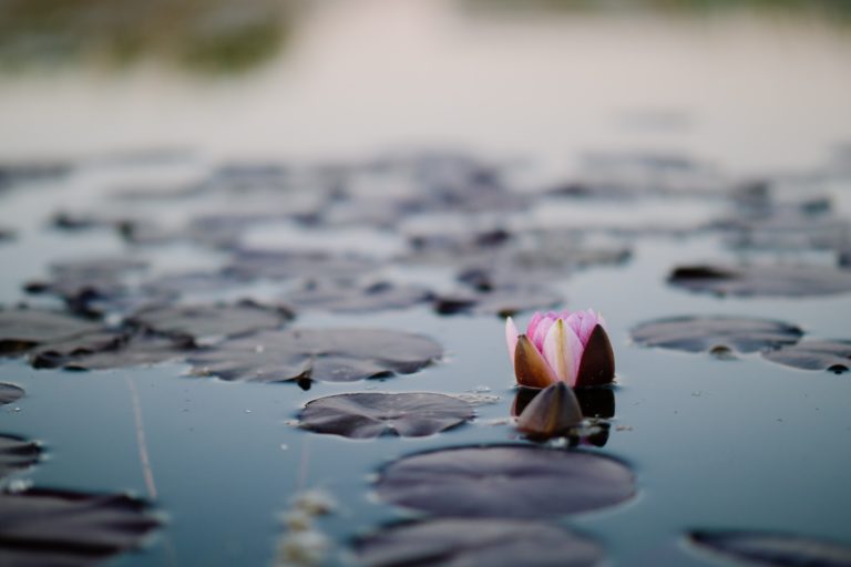 Subscribe To Our Blog carlos de miguel Kq2WV3WPrYU unsplash 768x512